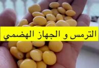 فيديو.. علي الحداد يكشف عن فوائد صحية لتناول الترمس بالقشر
