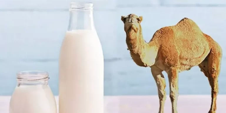 فيديو.. النمر يكشف حقائق مدهشة حول استخدام حليب الإبل والأعشاب في علاج أمراض القلب