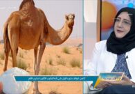 بالفيديو: هل حليب الإبل مفيد لمرضى السكري والقلب وهشاشة العظام؟.. أخصائية تجيب