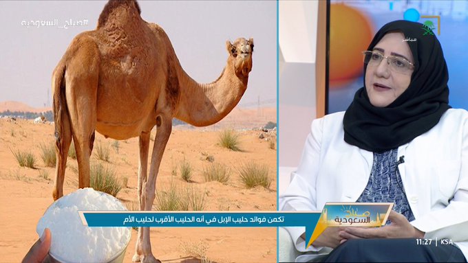 بالفيديو: هل حليب الإبل مفيد لمرضى السكري والقلب وهشاشة العظام؟.. أخصائية تجيب