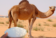 النمر يكشف كيف تتحكم في مستوى السكر بالدم بتناول حليب الإبل