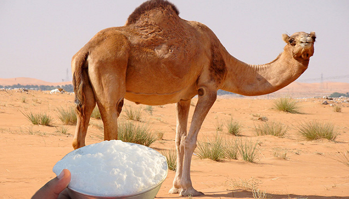 النمر يكشف كيف تتحكم في مستوى السكر بالدم بتناول حليب الإبل