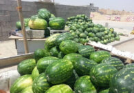 بالصور: الحبحب يغزو الرياض.. وسعر الدينا يصل لـ 6500 ريال