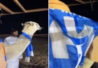 شاهد سالم الدوسري يشتري قعود نادر ويُزينه بشعار الهلال