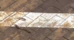 ظاهرة غريبة: ظهور أسماك حية في مياه السيول بشوارع دبي -فيديو