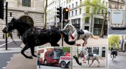 شاهد 5 خيول تسقط الفرسان أثناء التدريب وتهرب وتثير الذعر في شوارع لندن