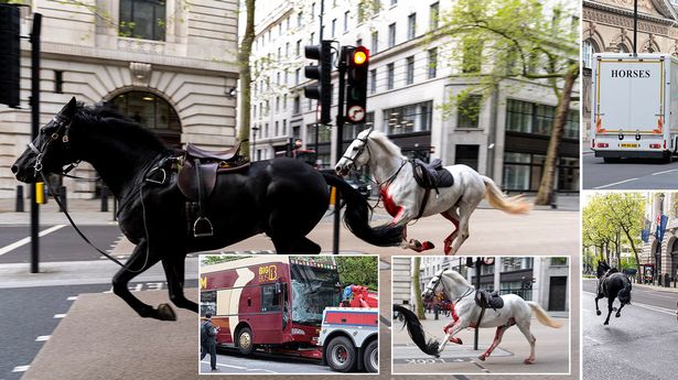 شاهد 5 خيول تسقط الفرسان أثناء التدريب وتهرب وتثير الذعر في شوارع لندن