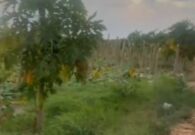 عاصفة قوية تجتاح مزرعة البابايا في أبوعريش وتتسبب في اقتلاع الأشجار -فيديو