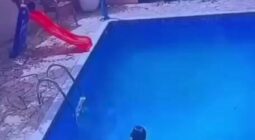 فيديو متداول.. شجاعة طفل أنقذ شقيقته من الغرق في حمام السباحة