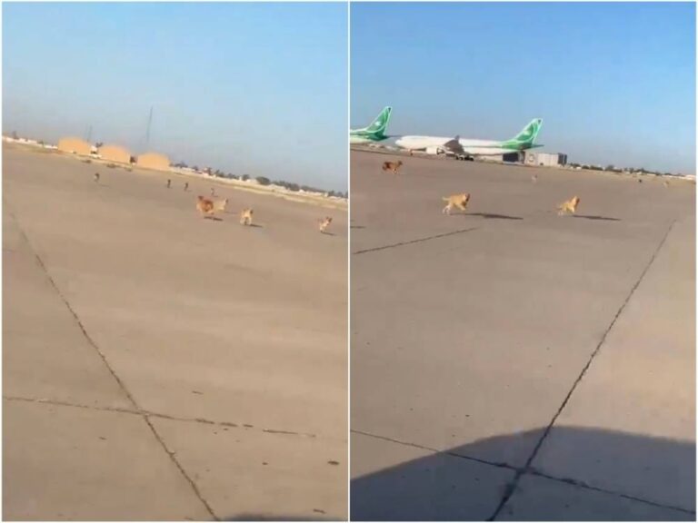 شاهد كلاب ضالة تغزو مدرج مطار بغداد وتلاحق المركبات.. والسلطات توضح