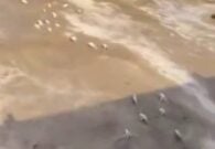 شاهد فيضانات في وادي أضم تجرف أغنامًا بعد هطول أمطار غزيرة