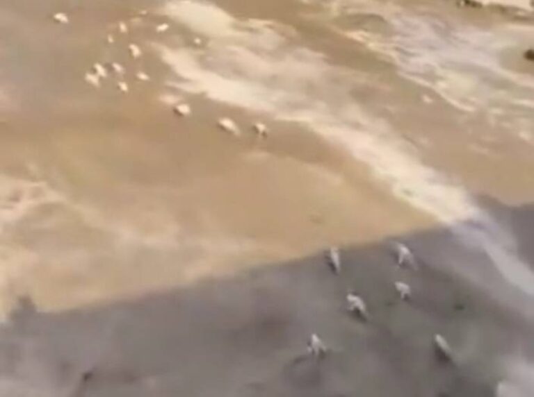 شاهد فيضانات في وادي أضم تجرف أغنامًا بعد هطول أمطار غزيرة