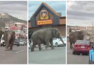 شاهد فيل ضخم يهرب من سيرك عالمي ويتجول بشوارع بلدة أمريكية