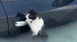 شاهد شرطة دبي تنقذ قطة من الغرق في مياه الأمطار الغزيرة وتثير إعجابا واسعا