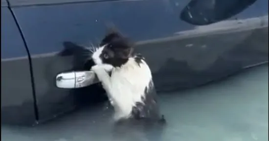 شاهد شرطة دبي تنقذ قطة من الغرق في مياه الأمطار الغزيرة وتثير إعجابا واسعا