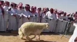 مقطع متداول لحراجًا مثيرًا: خروف يُباع بمبلغ 74 ألف ريال