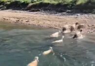 فيديو طريف: أغنام تتحدى الماء وتسبح لعبور الوادي