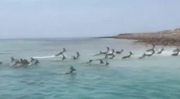 شاهد غزلان ودلافين تسبح في شواطئ دبي