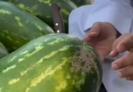 فيديو.. اكتشف طريقة اختيار البطيخة المثالية واستفد من العلامة السرية!