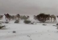مشهد رائع: إبل تسير في وسط البرد والثلوج بالطائف -فيديو