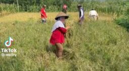 امرأة إندونيسية تحقق حلمها بشراء مزرعة الأرز بعد 30 عاما من العمل في السعودية -فيديو