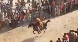 حادثة مروعة في سباق الخيل بمصر: شاهد لحظة سقوط شاب من على ظهر حصان