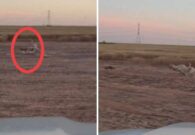 شاهد مطاردة مثيرة بين كلبي صيد وثعلب في الصحراء.. وهكذا نجا الأخير في اللحظات الأخيرة